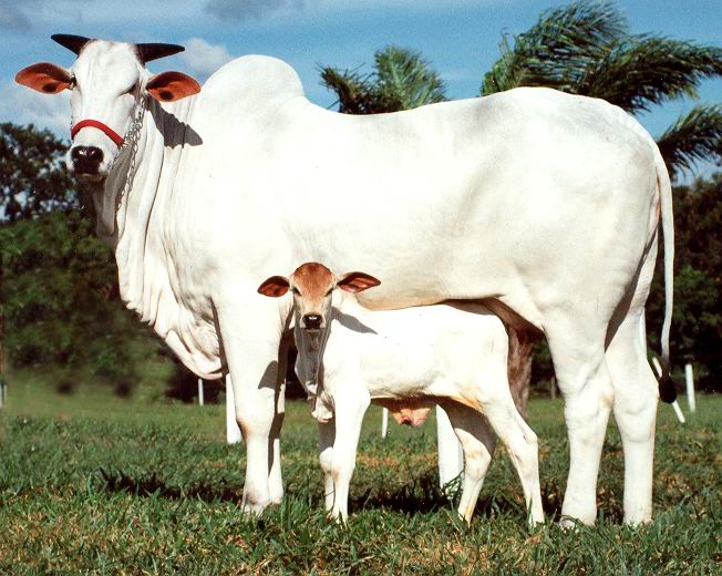 Ongole Breed Cattle