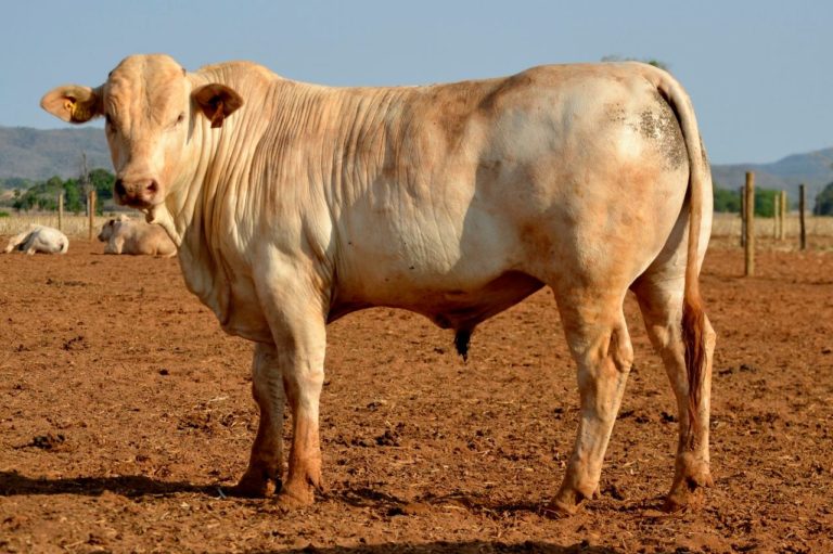 Cattle Breeds Originating In Brazil Native Breed Org