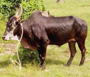 alambadi-cattle-breed-bull-cow