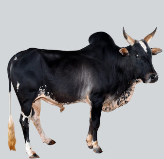 Umblachery cattle