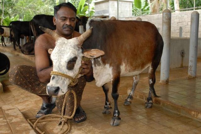 vechur cattle breed