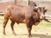 Malnad Gidda Breed Cattle (Bull/Cow)
