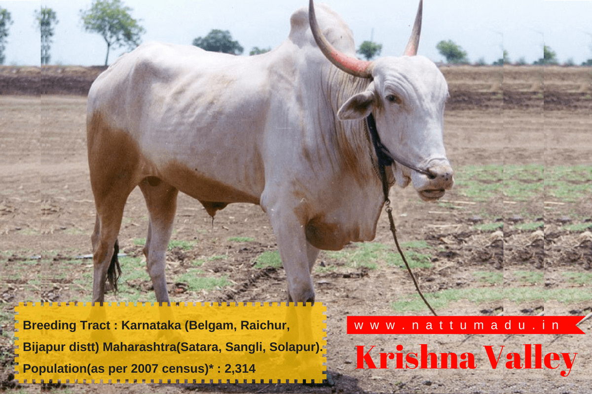 Krishna Valley cattle