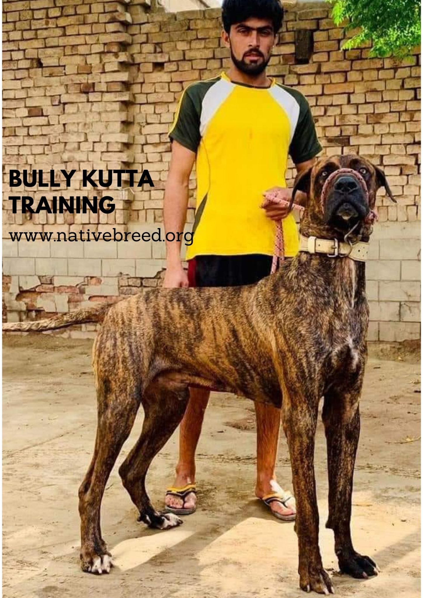 Indian Bully Kutta Dog Breed | Pakistani Mastiff - Native Breed.org