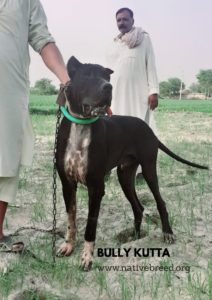 Indian Bully Kutta Dog Breed | Pakistani Mastiff - Native Breed.org