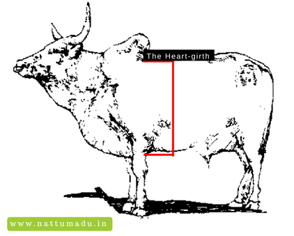  How to Judge Conformation in Cattle