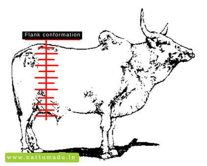  How to Judge Conformation in Cattle