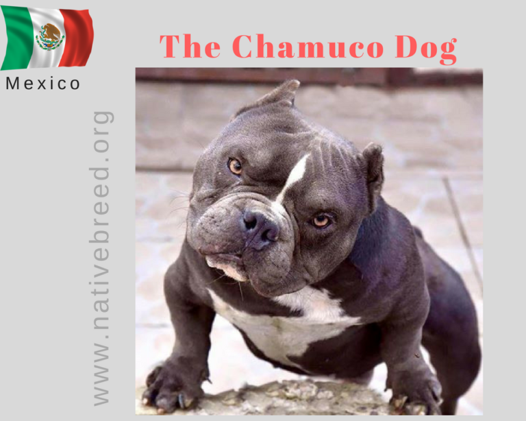 Mexican Pitbull / The Chamuco Dog Breed