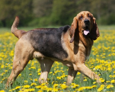 France : Native Dog Breeds - Native Breed.org