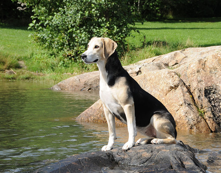 norwegian water dog