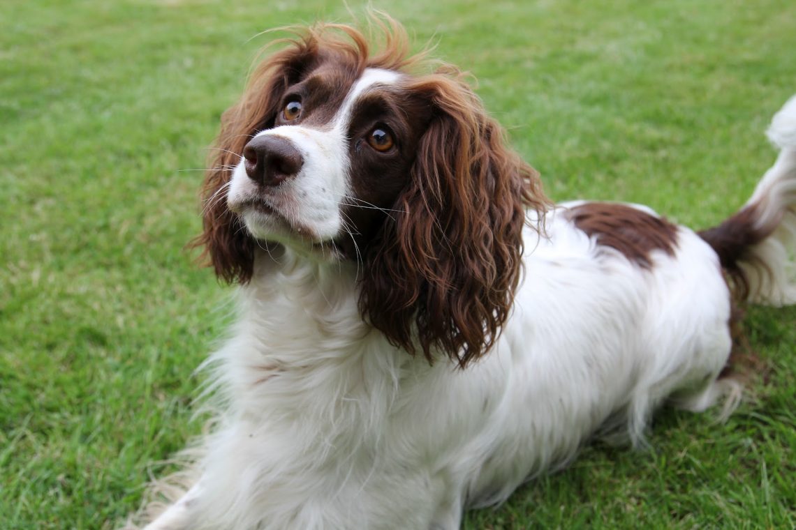 France : Native Dog Breeds - Native Breed.org