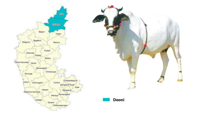 Deoni karnataka cattle breed