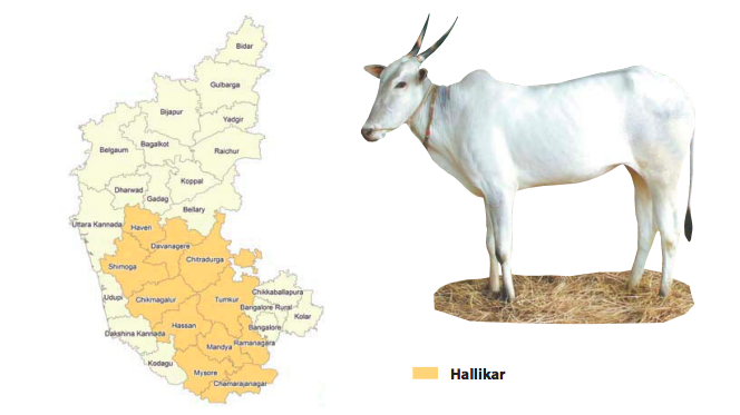 Hallikar karnataka cattle breed