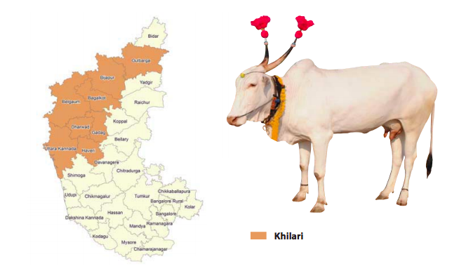 Khilari cattle breed