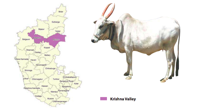 Krishna Valley cattle breed