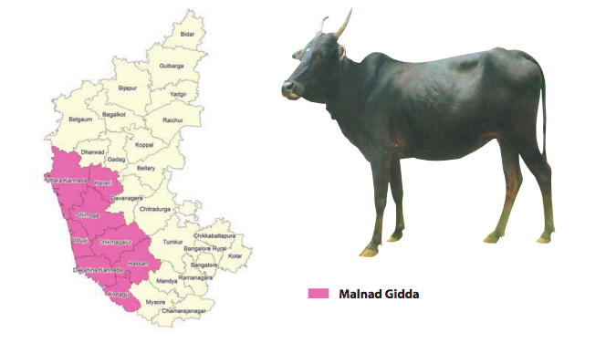 Malnad Gidda cattle breed