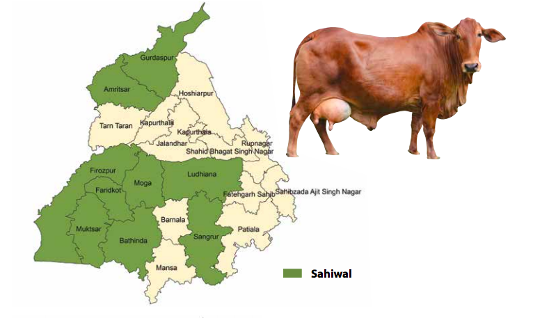 Distribution of Cattle Breeds of Punjab Sahiwal