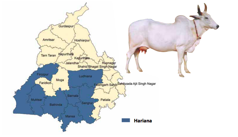 Distribution of Cattle Breeds of Punjab Hariana