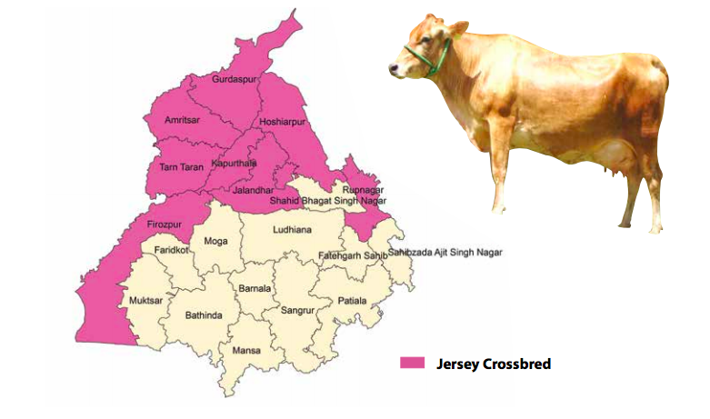 Distribution of Cattle Breeds of Punjab Jersey Crossbred