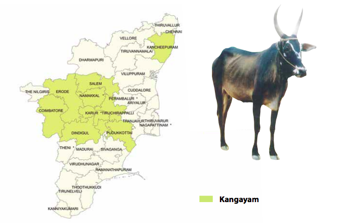 Kangayam Distribution of Native Breeds of Tamil Nadu