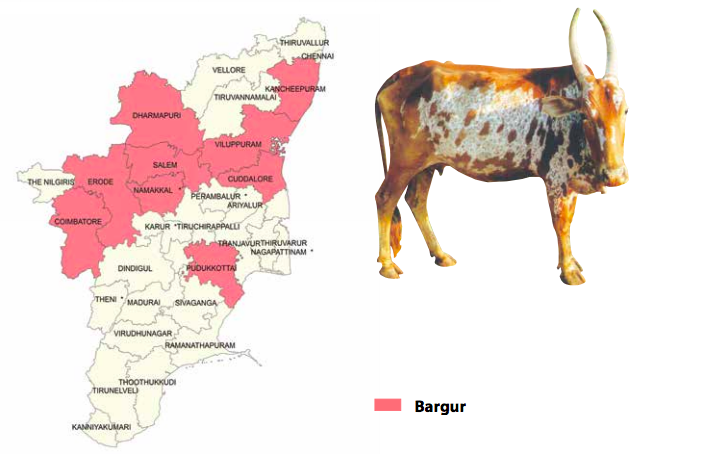 Bargur Cattle