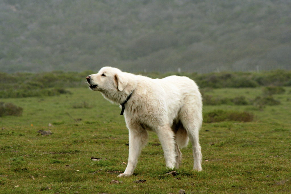 large turkish dog