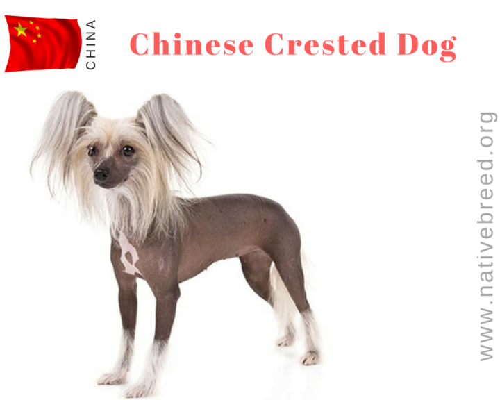 China Native Dog Breeds Native