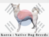 Korea : Native Dog Breeds