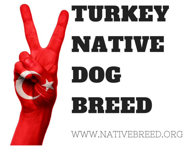 turkey-turkish-native-dog-breeds-native-breed