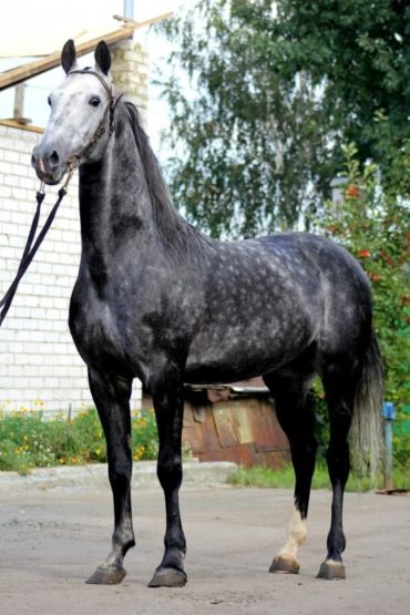 Horse Breeds Native To Russia - Native Breed.org