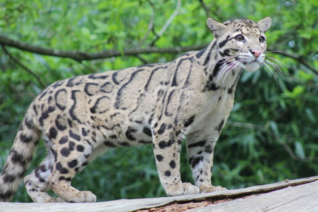 Native Animals of Cambodia - Native Breed.org