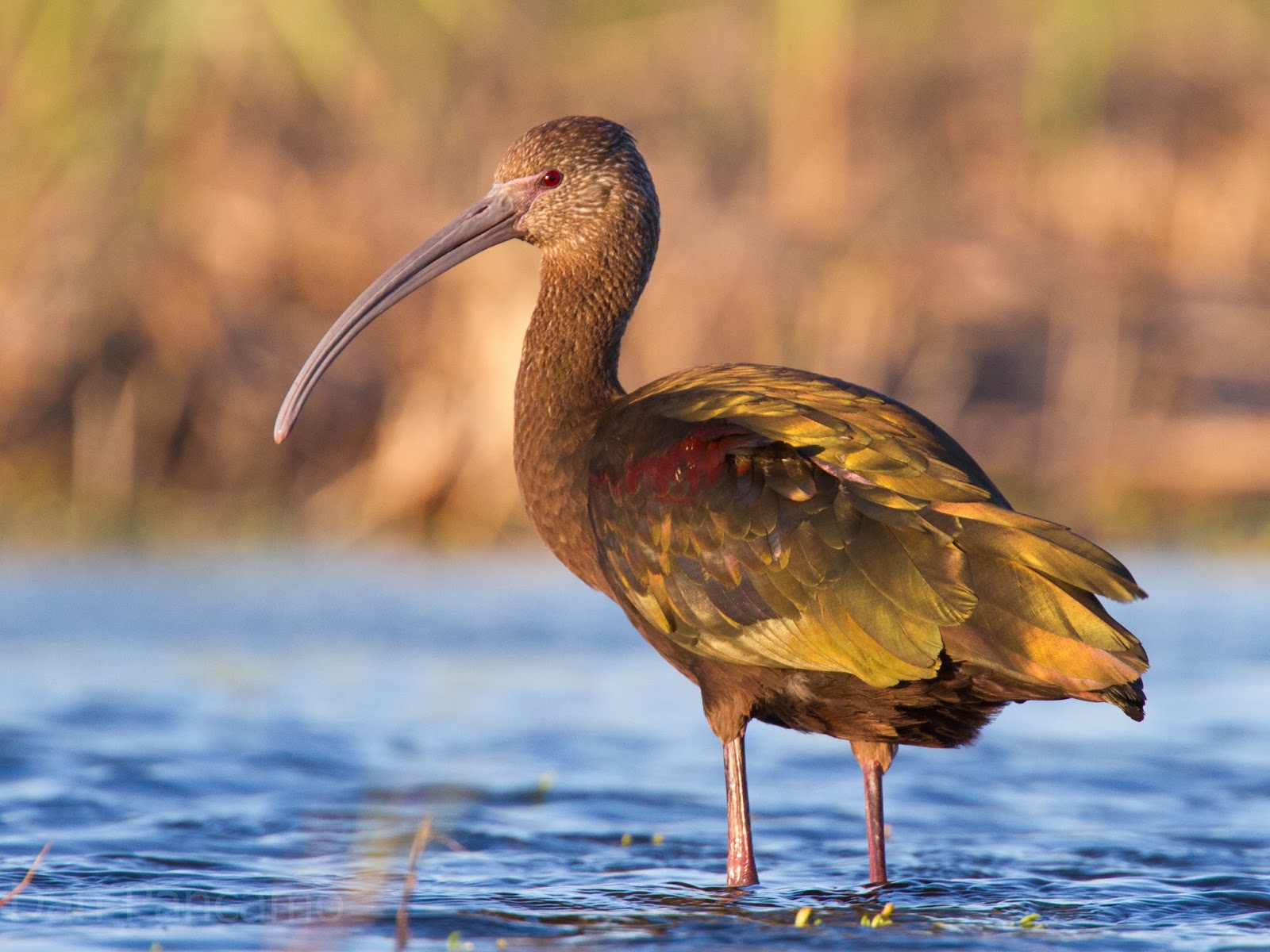 Native Animals of Cambodia - Native Breed.org