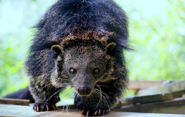 Native Animals of China - Native Breed.org