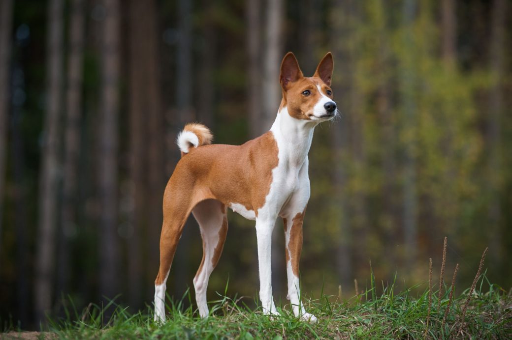 Native Egyptian Dog Breeds - Native Breed.org