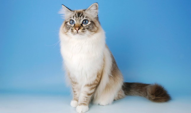 French native cat breeds. - Native Breed.org