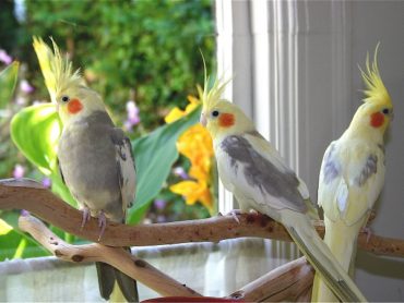 The Top 10 Best Pet Birds - Native Breed.org