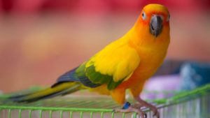 The Top 10 Best Pet Birds - Native Breed.org