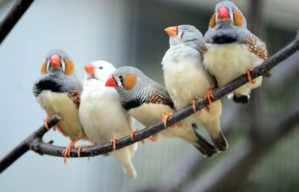 types of society finches