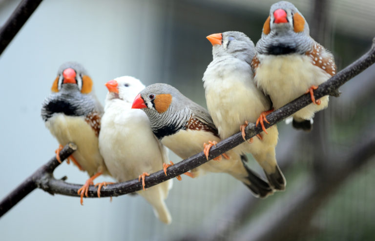 The Top 10 Best Pet Birds - Native Breed.org