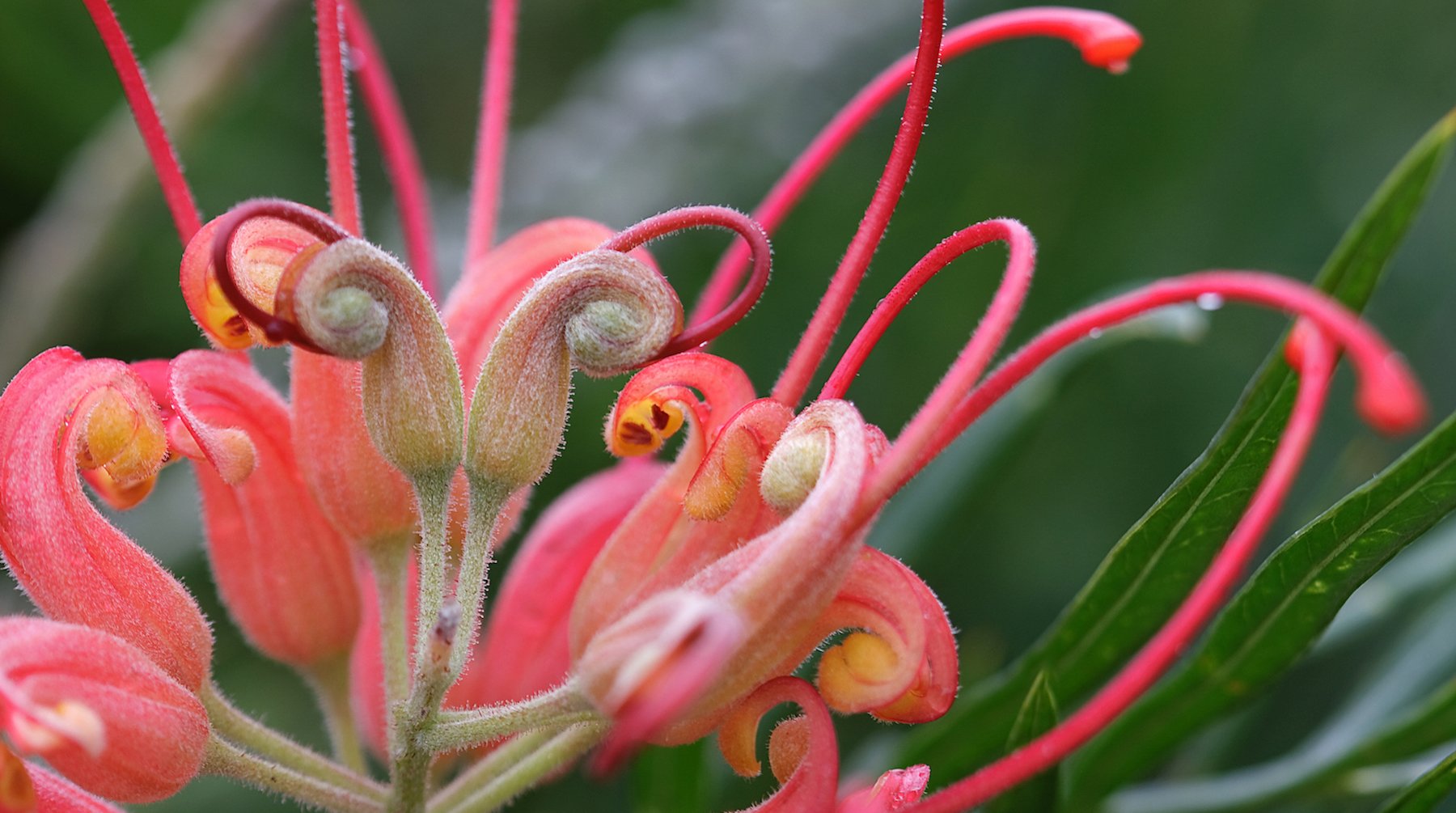 australian-native-flowers-native-breed