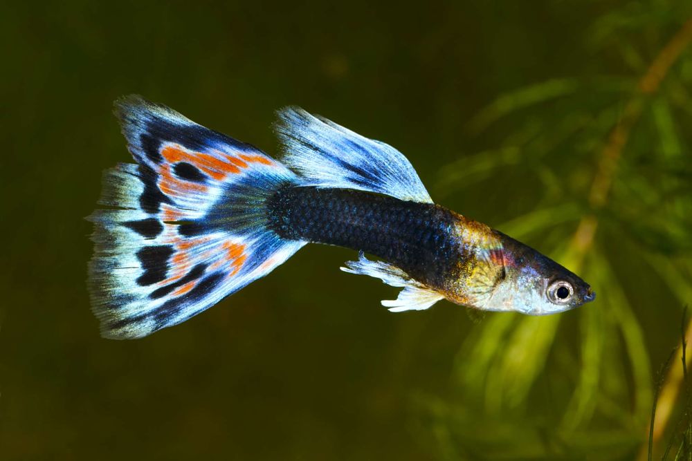 10 Popular Types Of Pet Fish Native