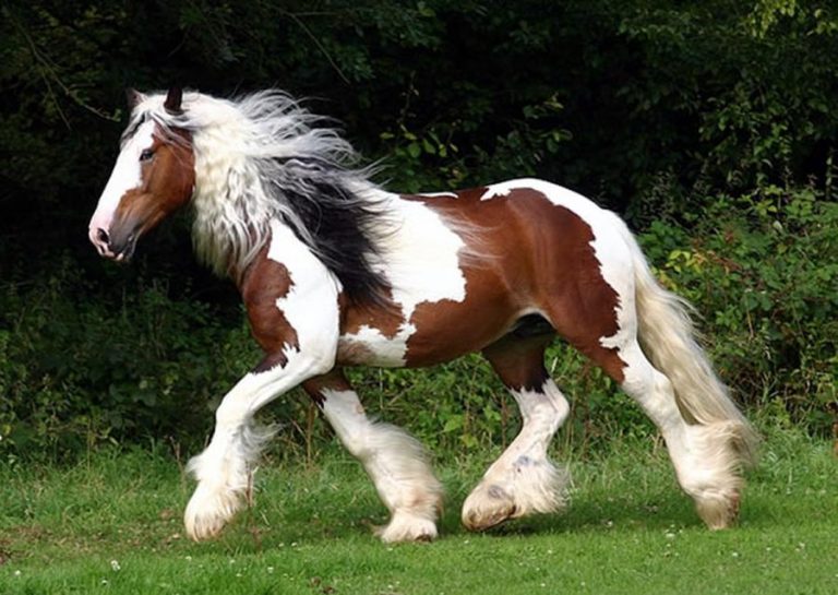 The 10 Best Horse Breeds In The World! - Native Breed.org