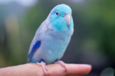 The Top 10 Best Pet Birds - Native Breed.org