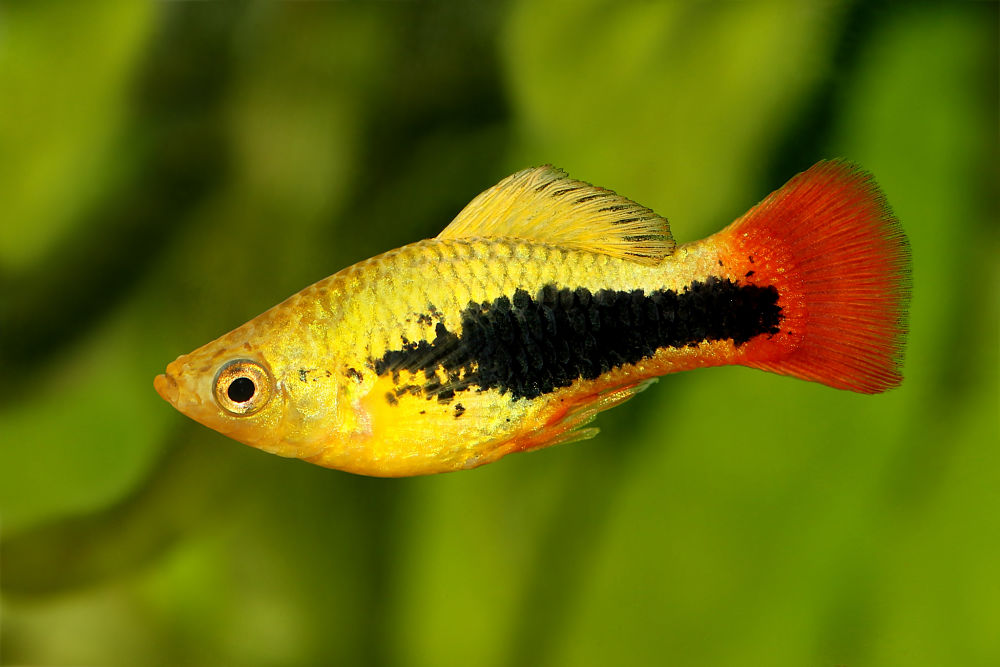 10 Popular Types Of Pet Fish Native