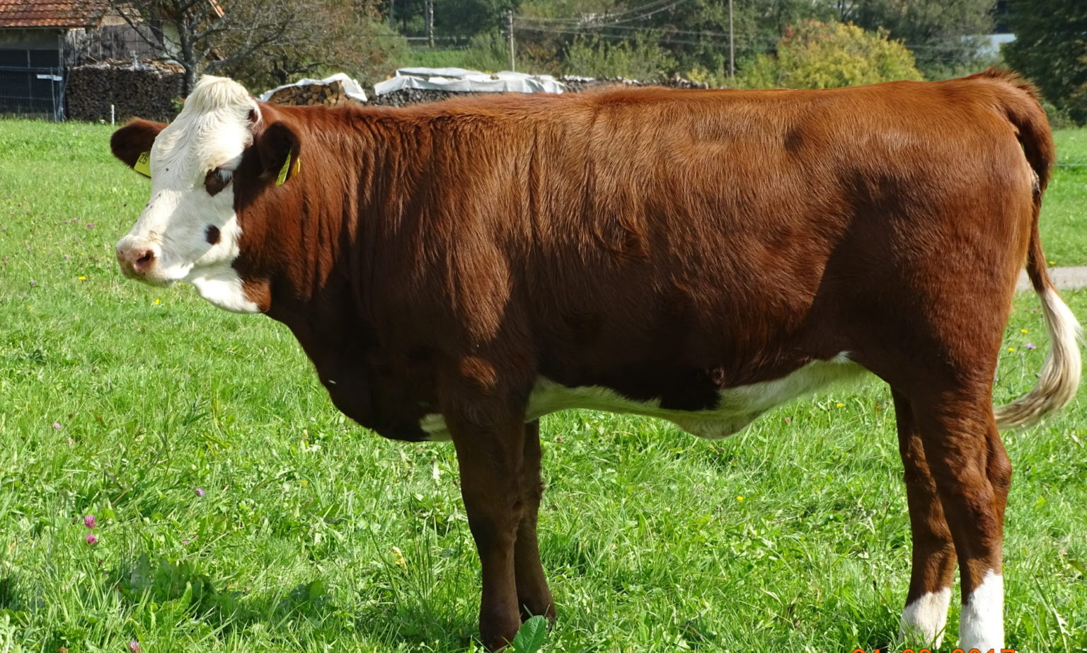 Cattle Of Cows Breeds Types