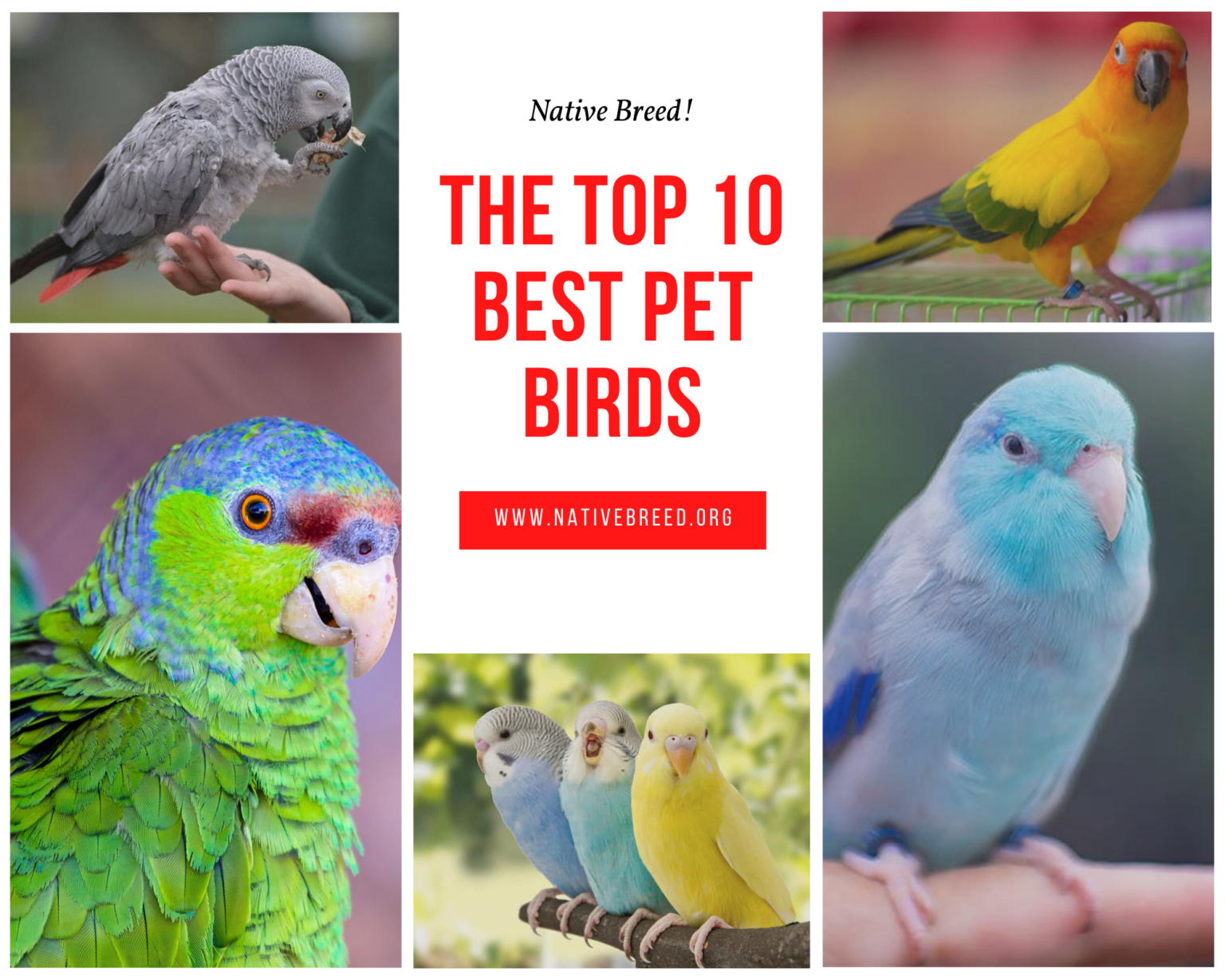 The Top 10 Best Pet Birds - Native Breed.org