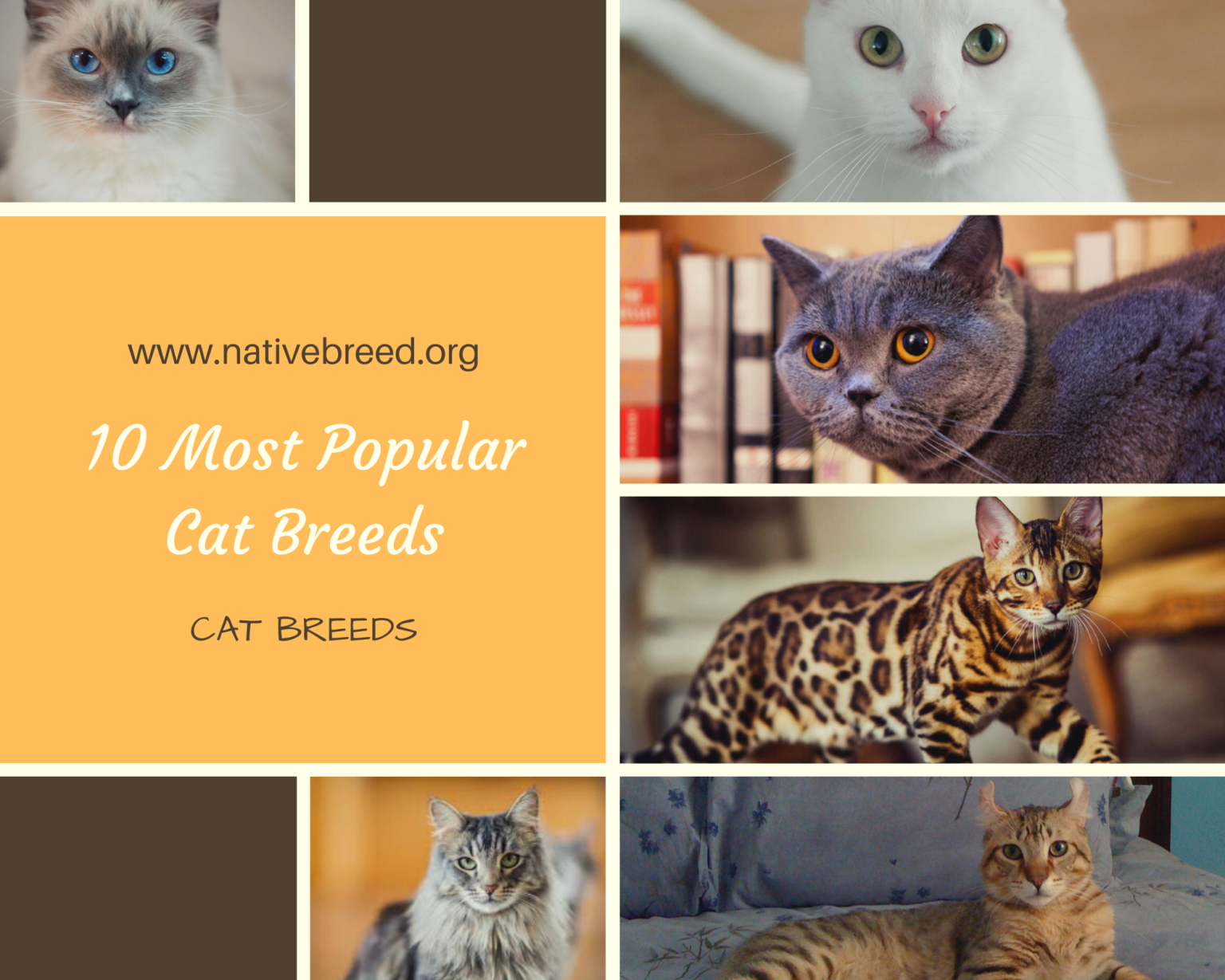 10 Most Popular Cat Breeds - Native Breed.org