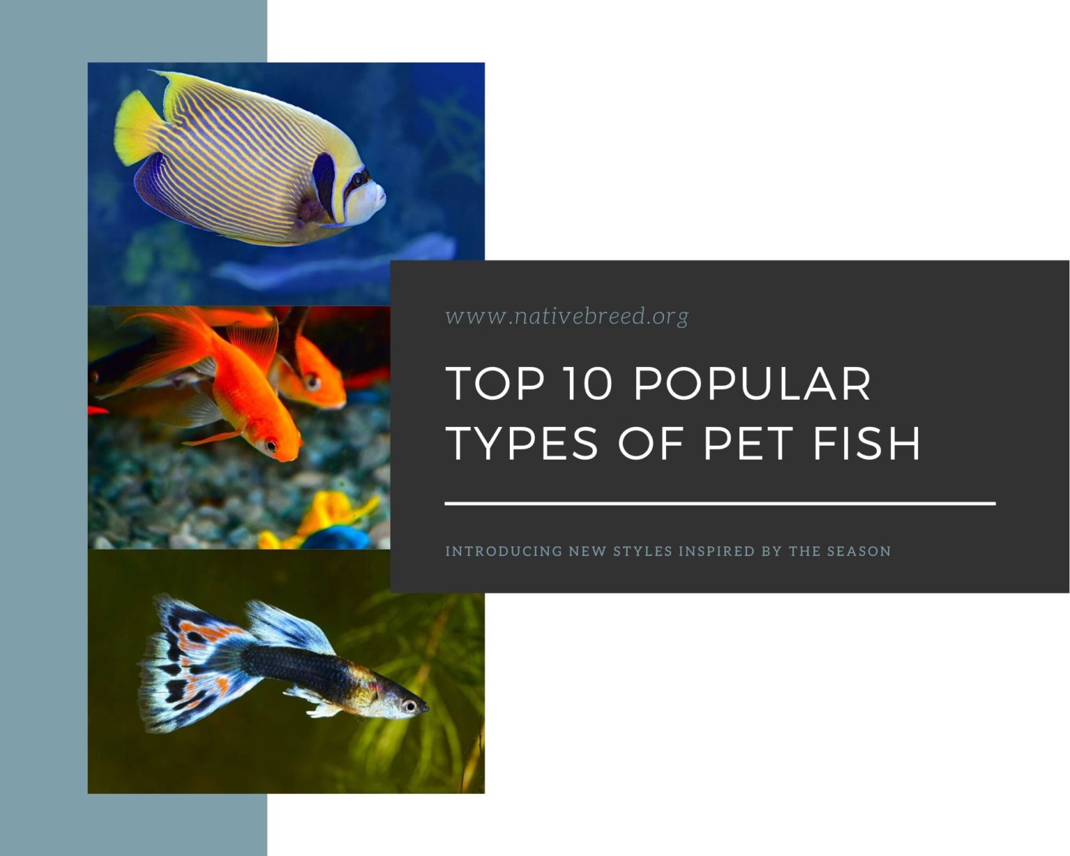 10 Popular Types of Pet Fish - Native Breed.org