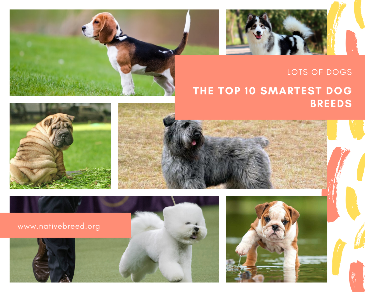 The Top 10 Smartest Dog Breeds   Native Breedorg