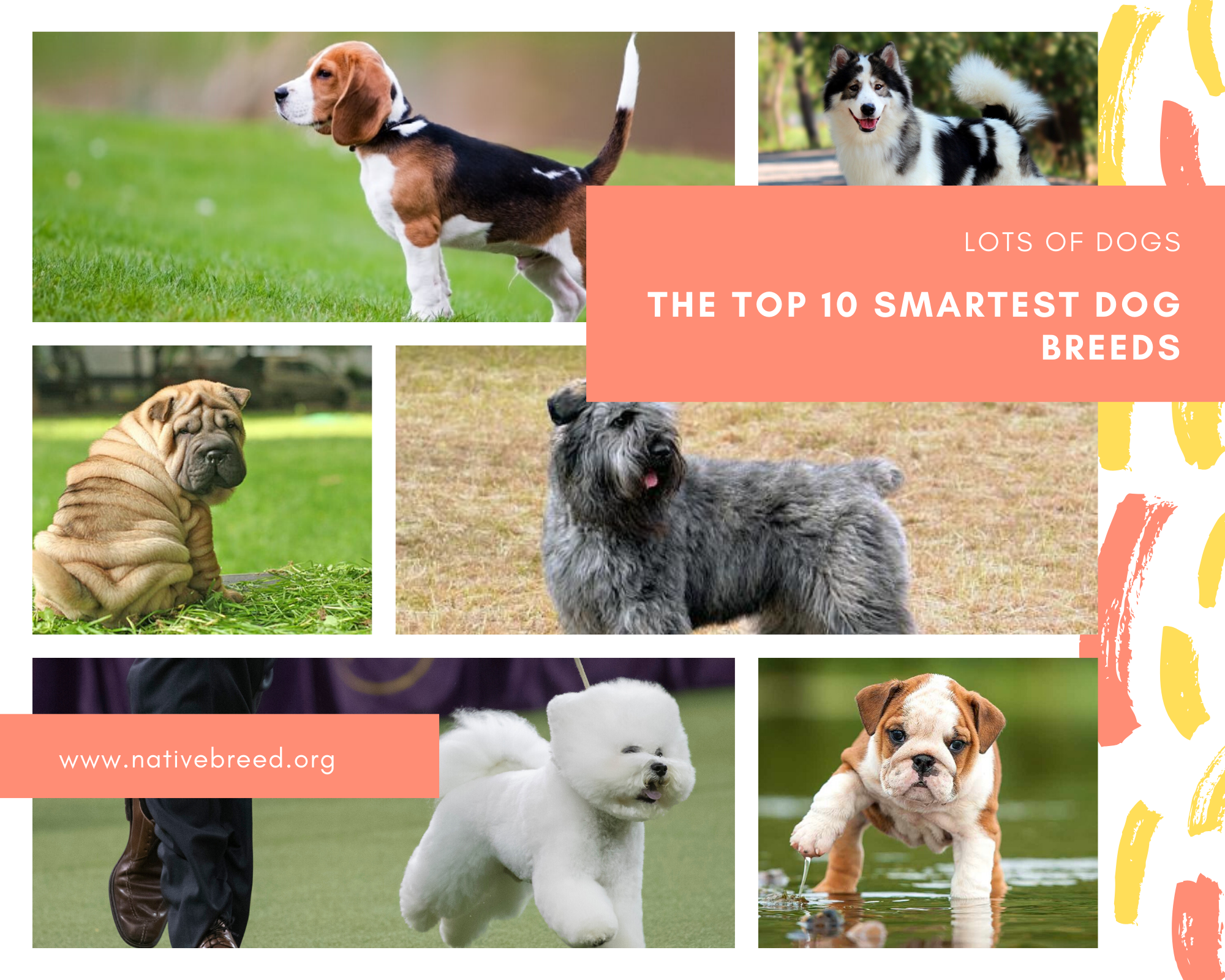 10 smartest dog breeds